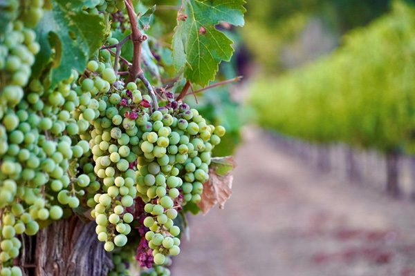 Sonoma County Vineyards